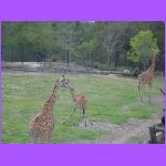 Giraffes 2.jpg